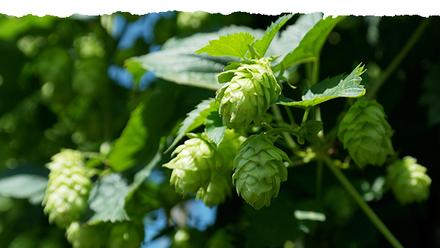 Hopfen Hopfen-Zapfen