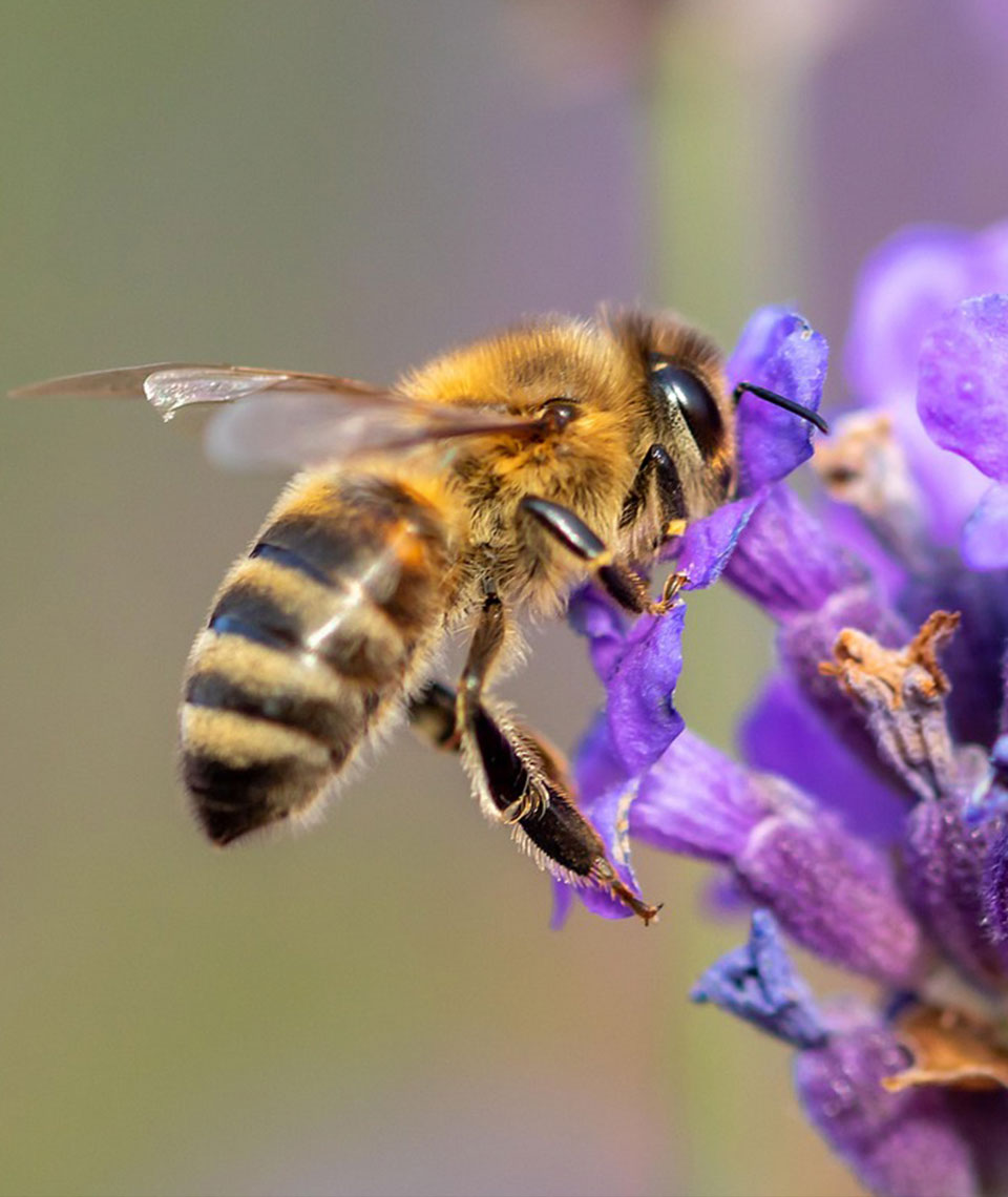 Lavendel-Biene