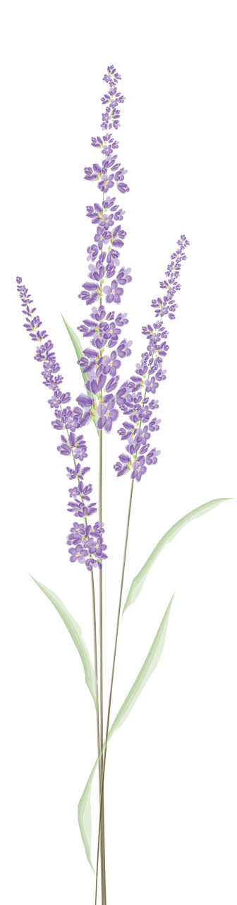 lavender-4341500_1280