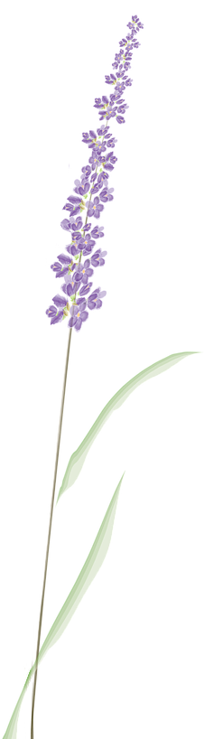 lavender-4341500_1280_3